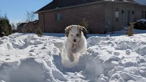 Dobby Jumping Through the Snow